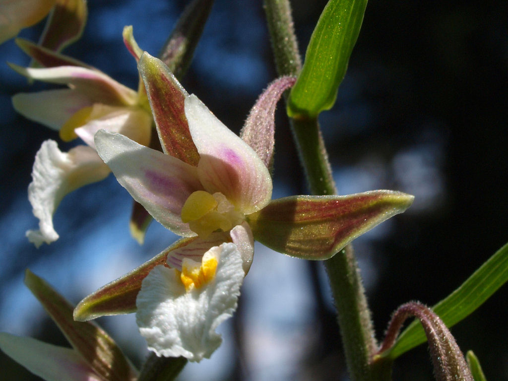 Epipactis palustris